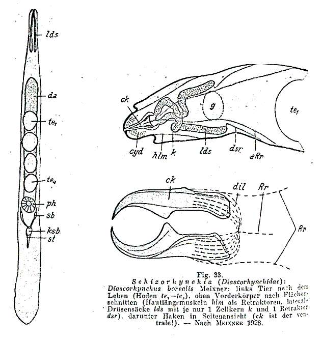 Image of Diascorhynchidae
