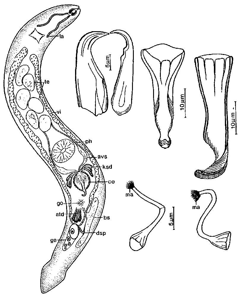 Image of Diascorhynchidae