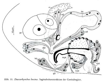 Image of Diascorhynchidae