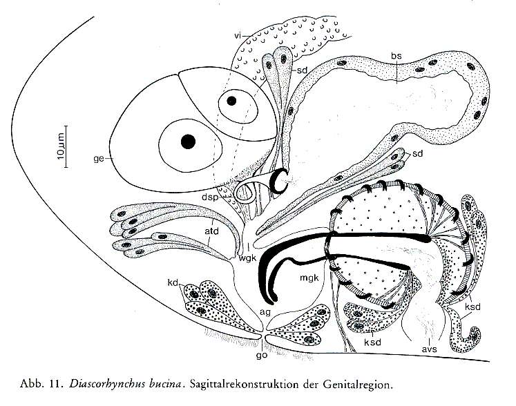 Image of Diascorhynchus