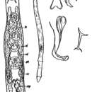 Image of Diascorhynchus caligatus Ax 1959