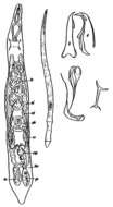 Image of Diascorhynchus caligatus Ax 1959