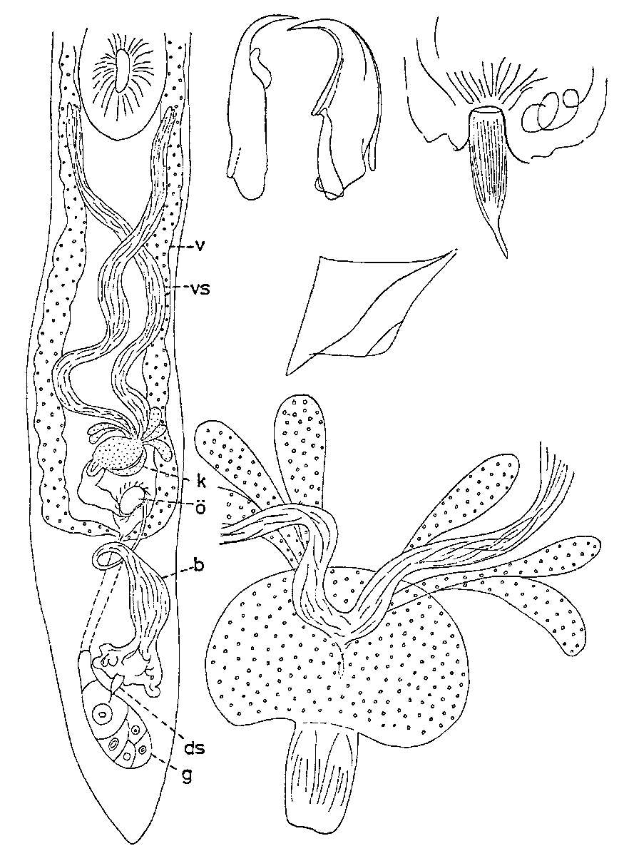 Слика од Diascorhynchus lappvikensis Karling 1963