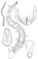 Image of Diascorhynchus serpens Karling 1949