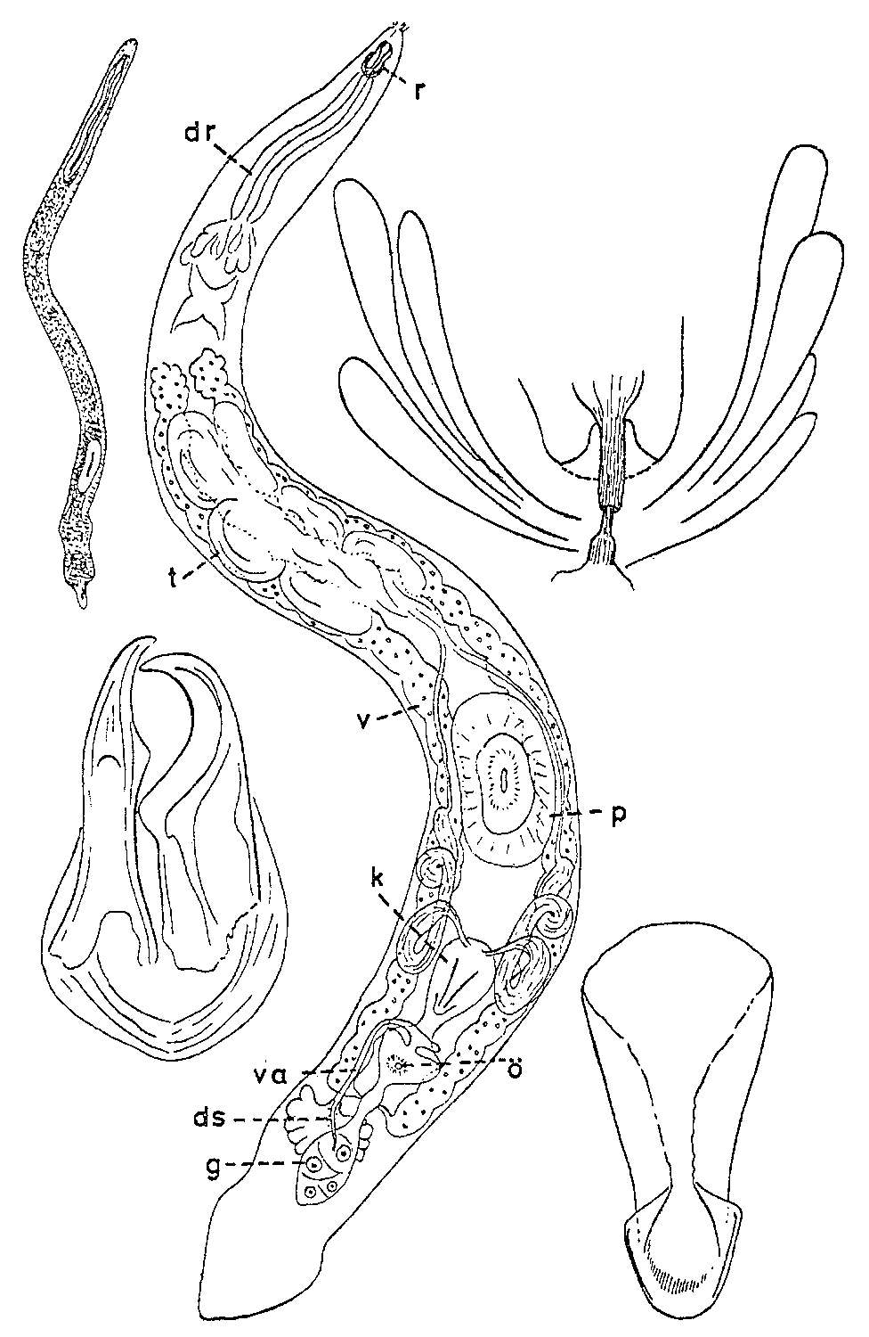 Image of Diascorhynchus serpens Karling 1949