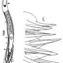 Image of Diascorhynchides arenaria Schilke 1970