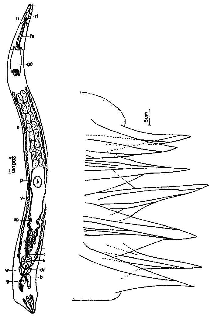 Слика од Diascorhynchides