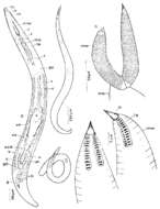 Image of Nematorhynchidae