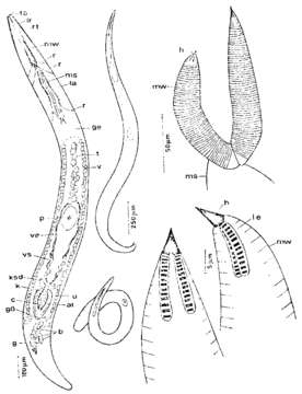 Image of Nematorhynchidae