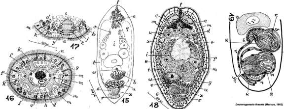 Image de Deuterogonaria