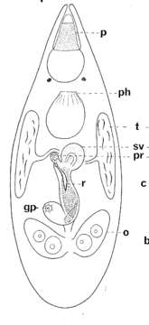 Image of Polycystididae