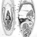 Image de Haplogonaria glandulifera Dörjes 1968