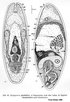 Image de Haplogonaria