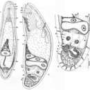 Imagem de Haplogonaria macrobursalia Dörjes 1968