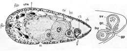 Imagem de Haplogonaria minima (Westblad 1946)