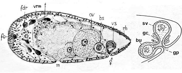 Sivun Haplogonaria minima (Westblad 1946) kuva