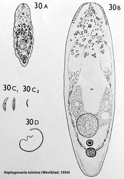 Sivun Haplogonaria minima (Westblad 1946) kuva