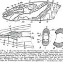 Image of Cheliplana remanei (Meixner 1928)