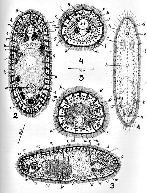 Sivun Haplogonaria pellita (Marcus 1951) kuva