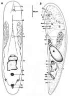 Imagem de Haplogonaria psammalia Faubel 1974