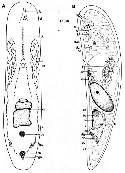 Sivun Haplogonaria psammalia Faubel 1974 kuva