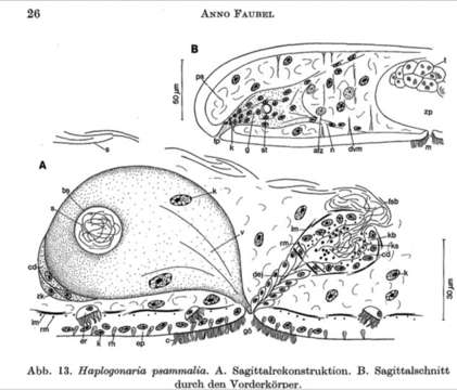 Image of Haplogonaria psammalia Faubel 1974