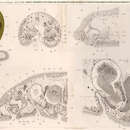 Sivun Adenopea illardatus (Lohner & Micoletzky 1911) kuva