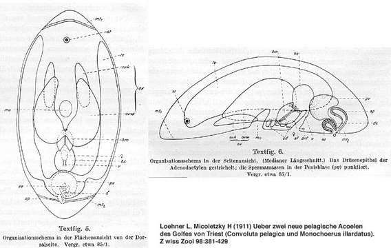 Image of Aberrantospermata