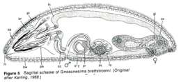 Image of Gnosonesimida