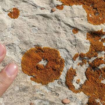 Image of elegant orange wall lichen