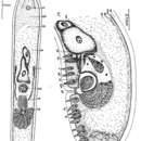 Imagem de Haplogonaria sinubursalia Dörjes 1968