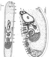 Sivun Haplogonaria sinubursalia Dörjes 1968 kuva