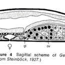 Image of Geocentrophora sphyrocephala de Man 1876