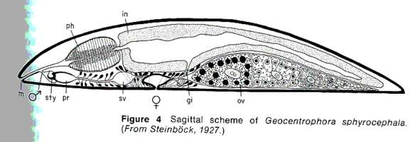 Image of Lecithoepitheliata