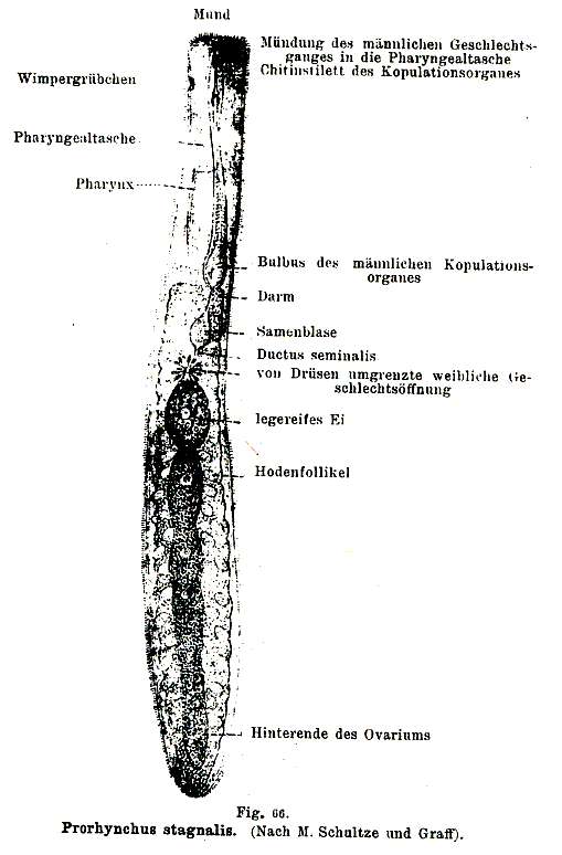 Image of Prorhynchus