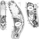 Imagem de Simplicomorpha viridis Dörjes 1968