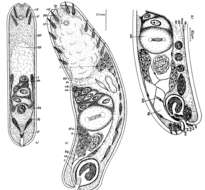 Image of Simplicomorpha