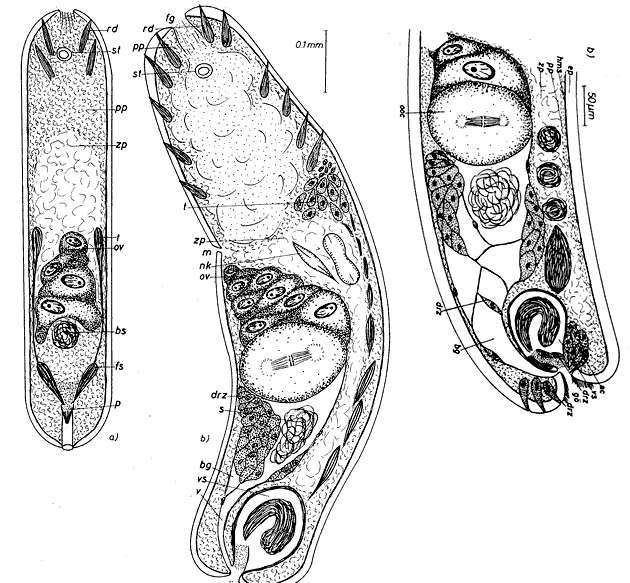 Image of Simplicomorpha