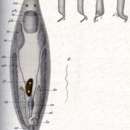 Image of Provortex balticus (Schultze 1851)