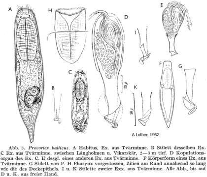 Image of Provorticidae