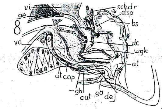 Image of Provorticidae