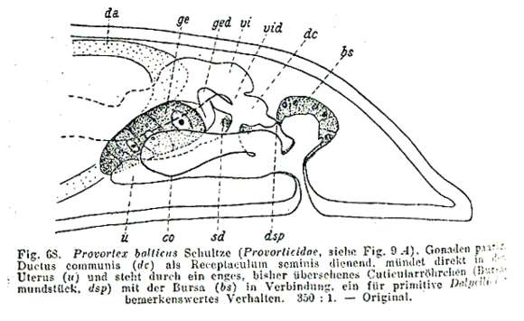 Image of Provorticidae