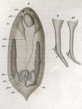 Image of Provortex affinis (Jensen 1878)