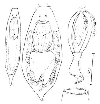 Image of Provortex karlingi Ax 1951