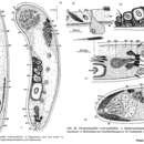 Image of Parahaploposthia cerebroepitheliata Dörjes 1968