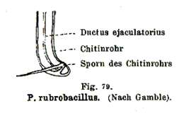 Слика од Provortex rubrobacillus Gamble 1893