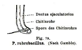 Image of Provortex rubrobacillus Gamble 1893