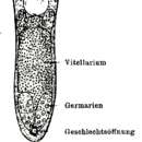 Image of Provortex sphagnorum (Sekera 1912)