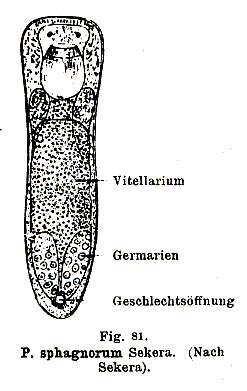 Image of Provortex sphagnorum (Sekera 1912)