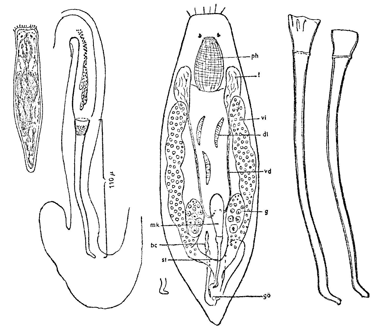Image of Provortex tubiferus Luther 1948